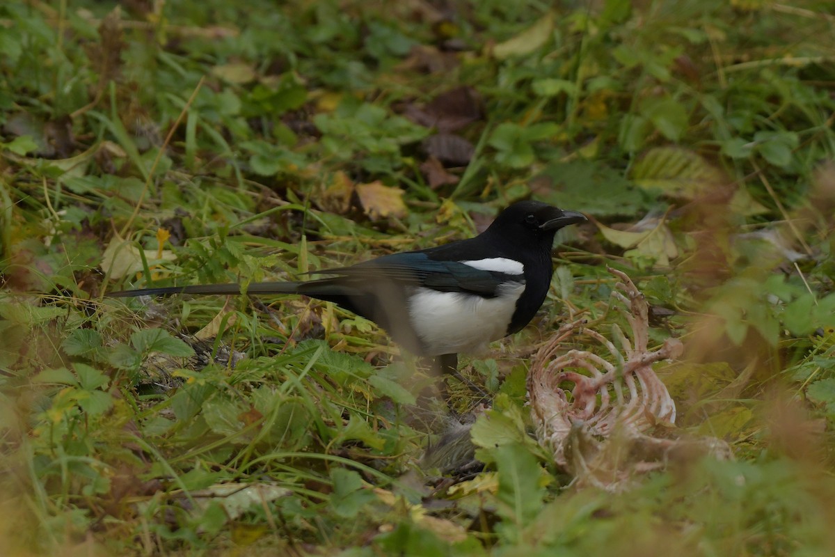 Black-billed Magpie - ML642982554