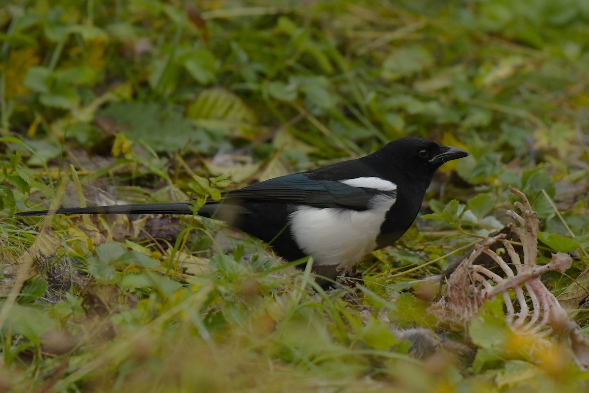 Black-billed Magpie - ML642982555