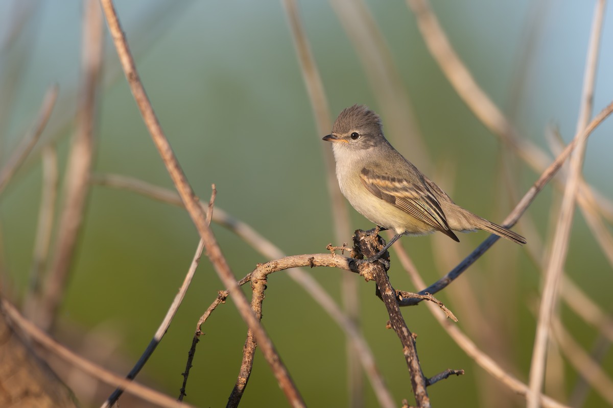 Southern Beardless-Tyrannulet - ML642982557