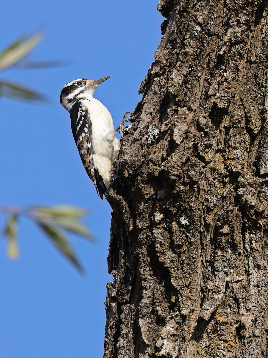 Hairy Woodpecker - ML642982559