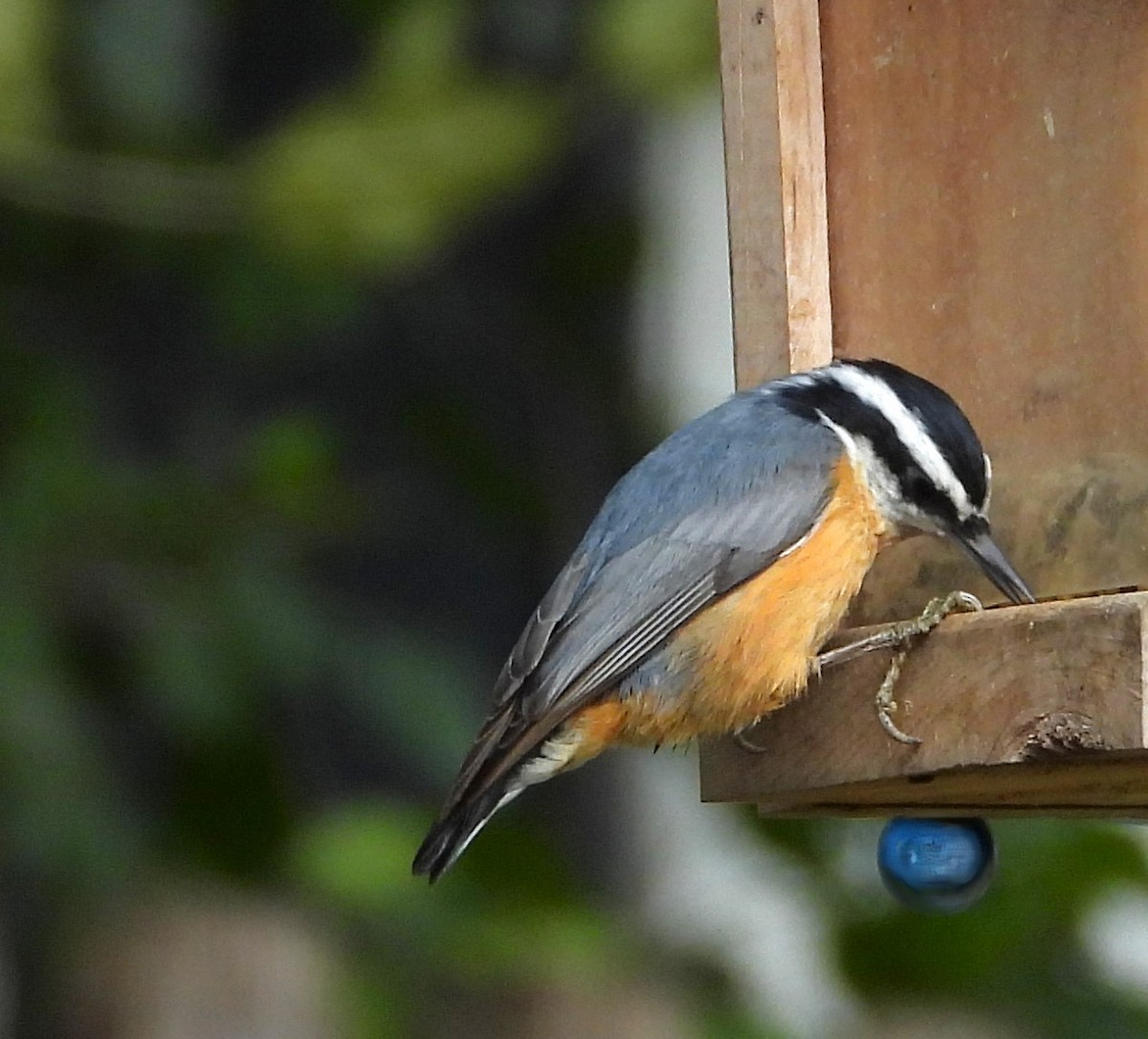 Red-breasted Nuthatch - ML642982560