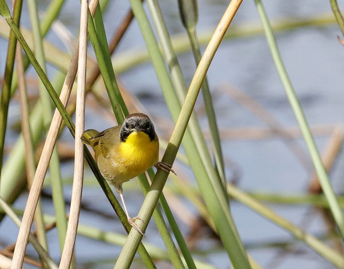 Common Yellowthroat - ML642982561