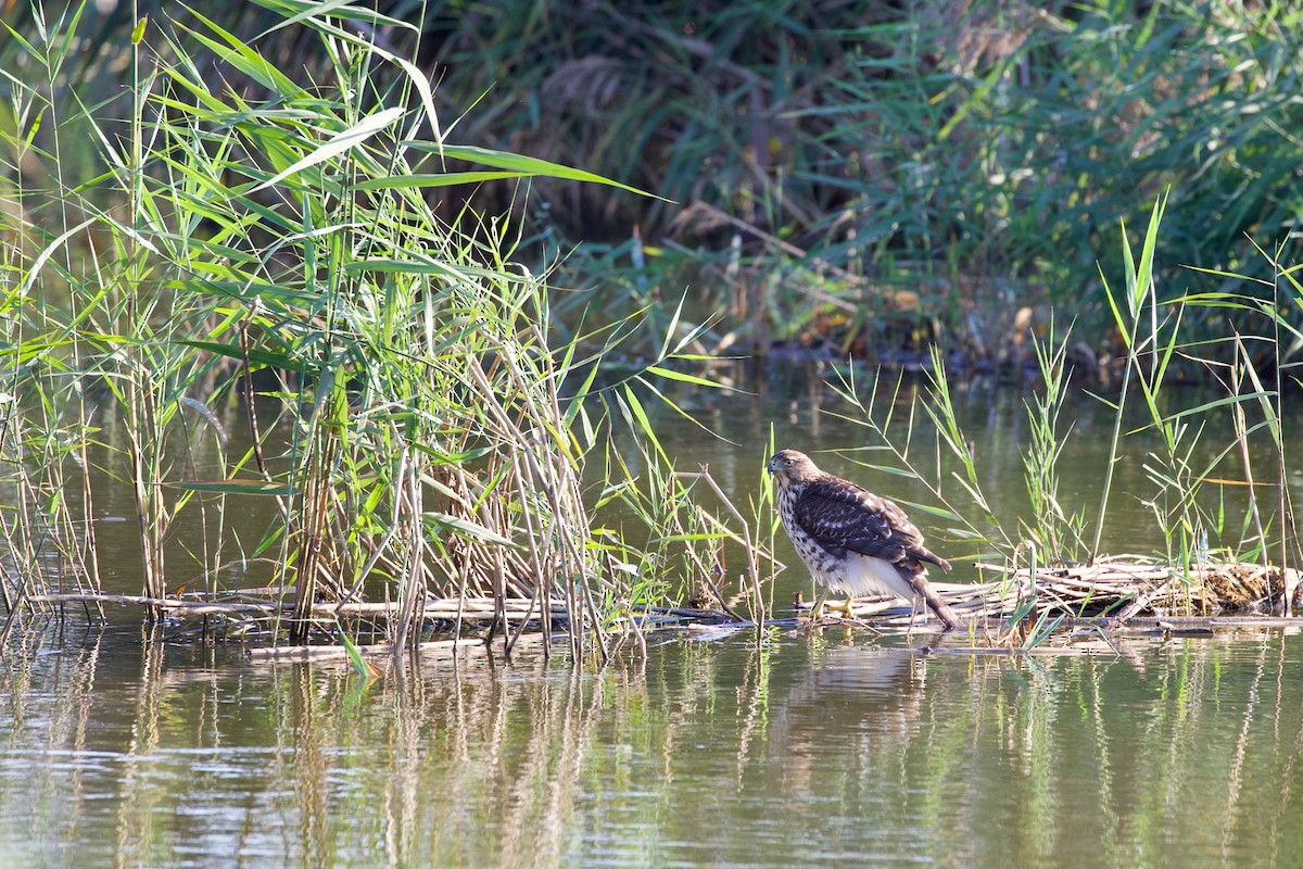 Cooper's Hawk - ML642982562