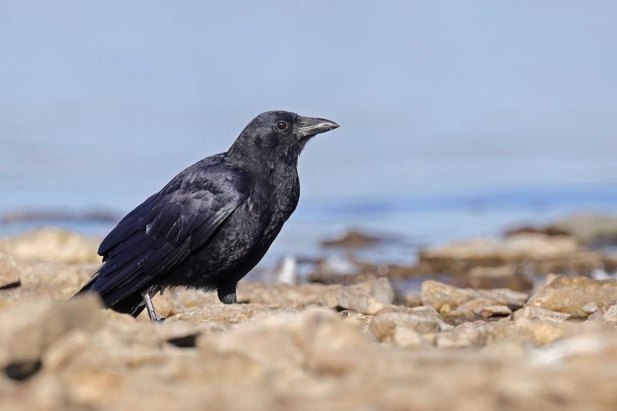 American Crow - ML642982563
