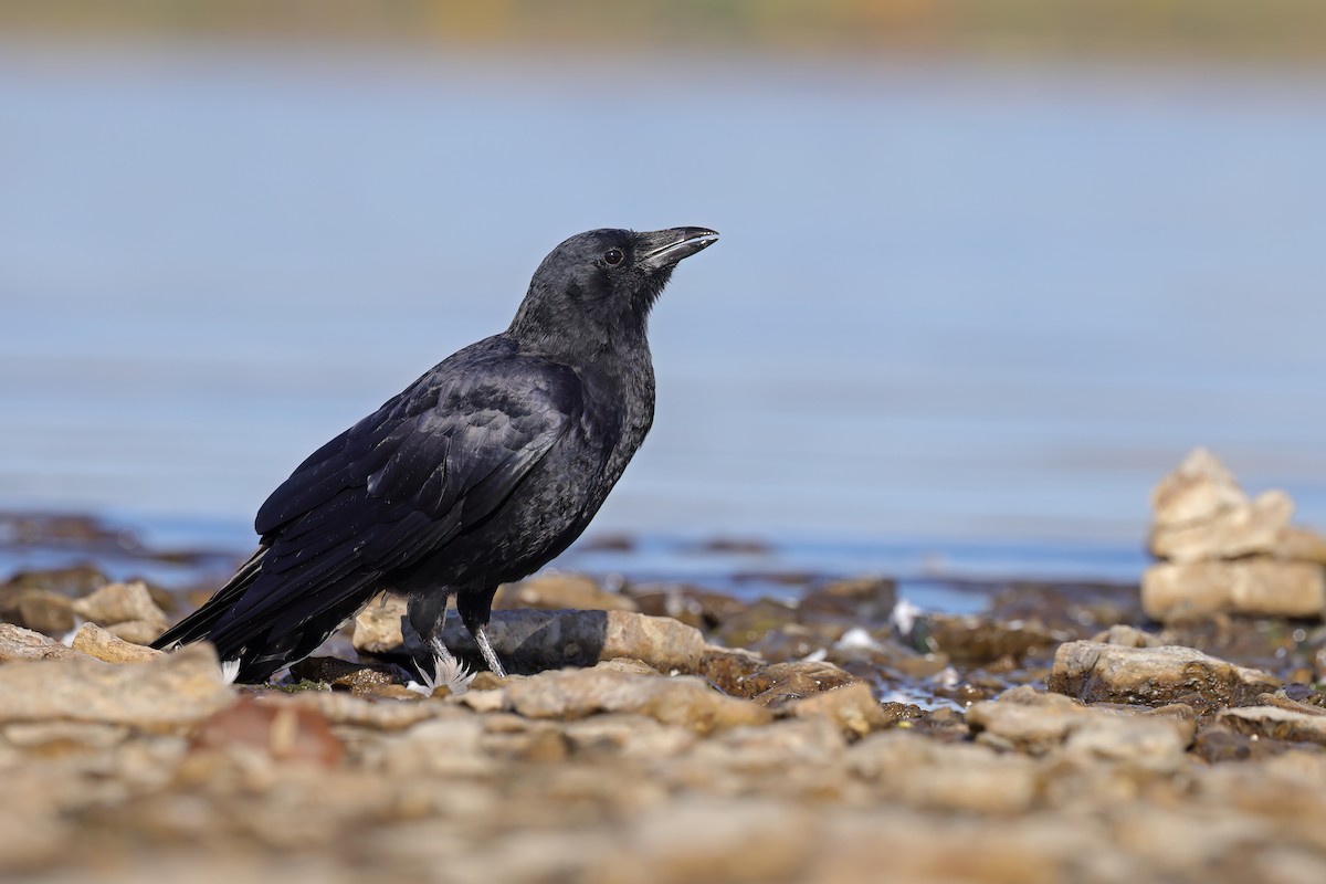 American Crow - ML642982564