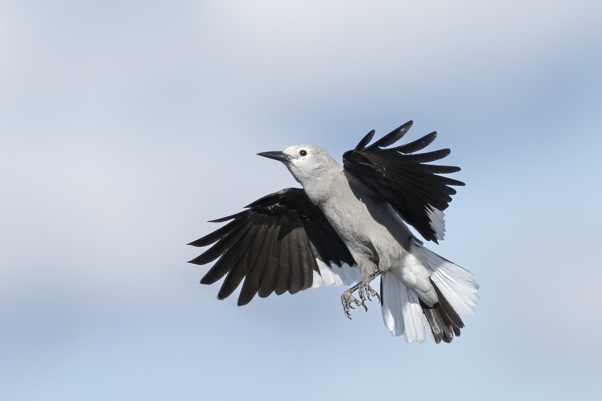 Clark's Nutcracker - ML642982566