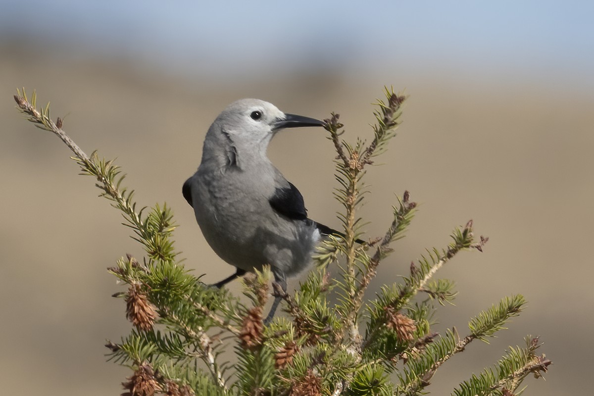 Clark's Nutcracker - ML642982567