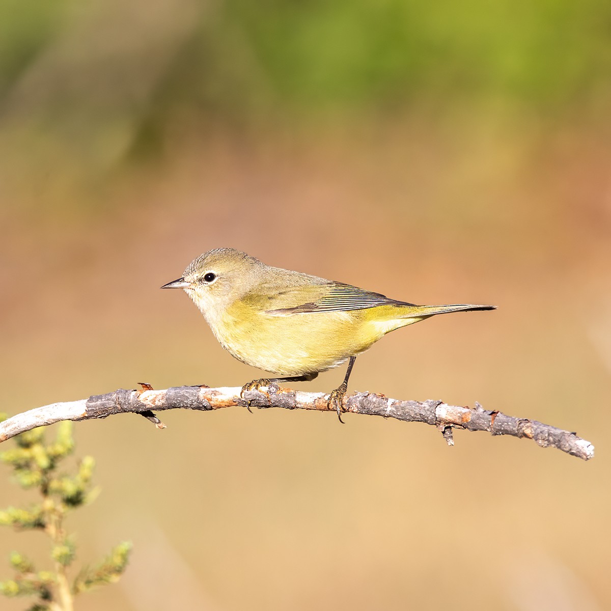 Orange-crowned Warbler - ML642982571
