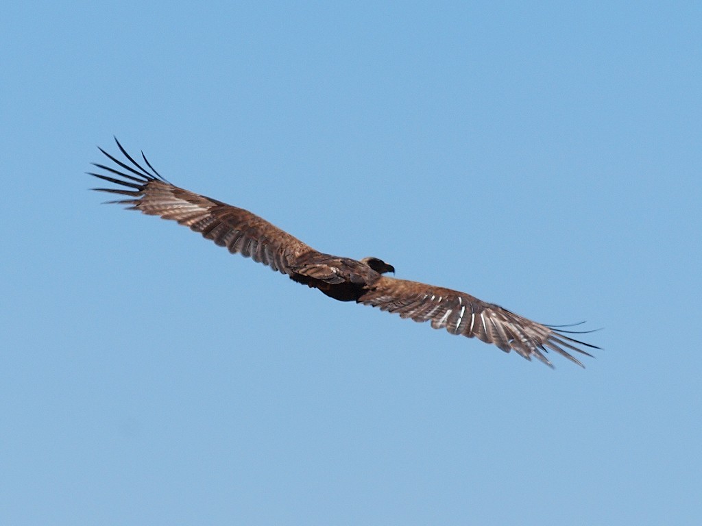 Steppe Eagle - ML642982573
