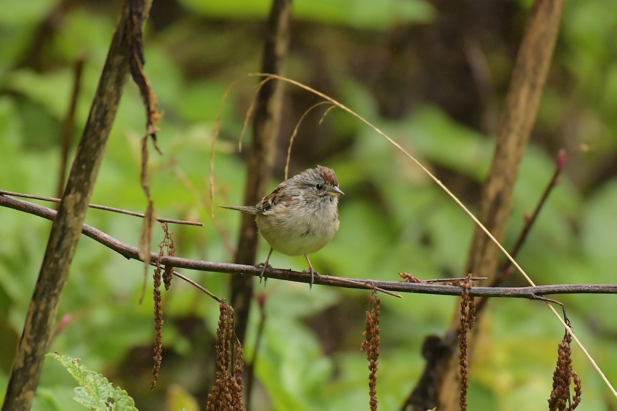 American Tree Sparrow - ML642982576