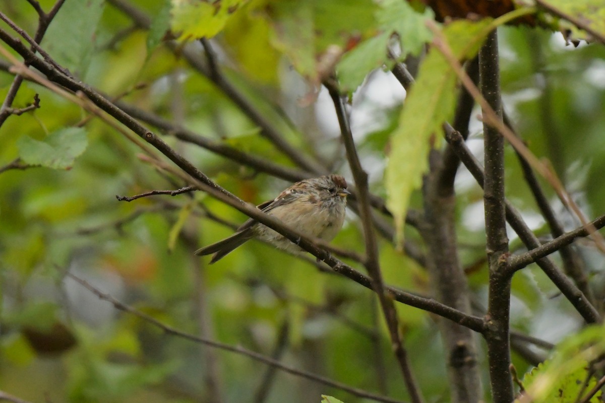 American Tree Sparrow - ML642982577
