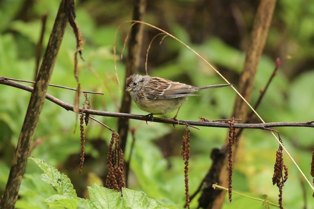American Tree Sparrow - ML642982578