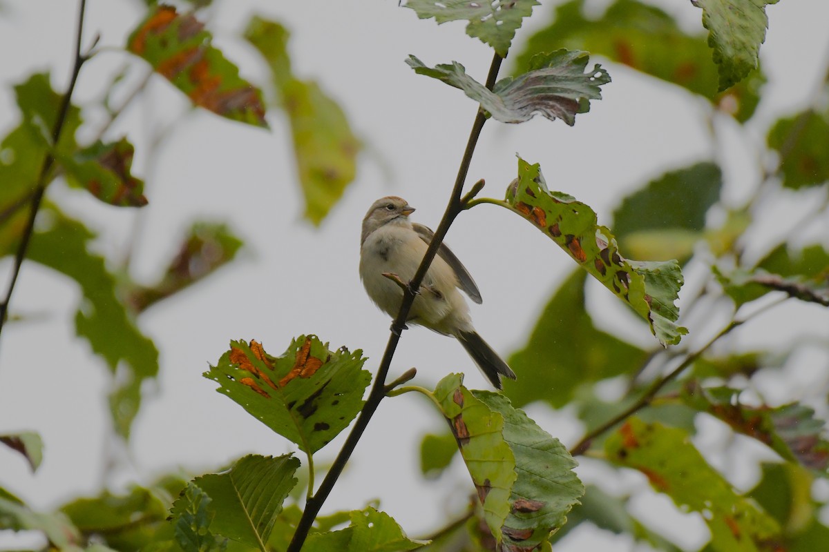 American Tree Sparrow - ML642982579