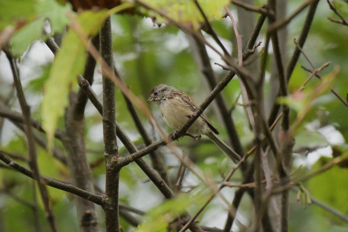 American Tree Sparrow - ML642982580