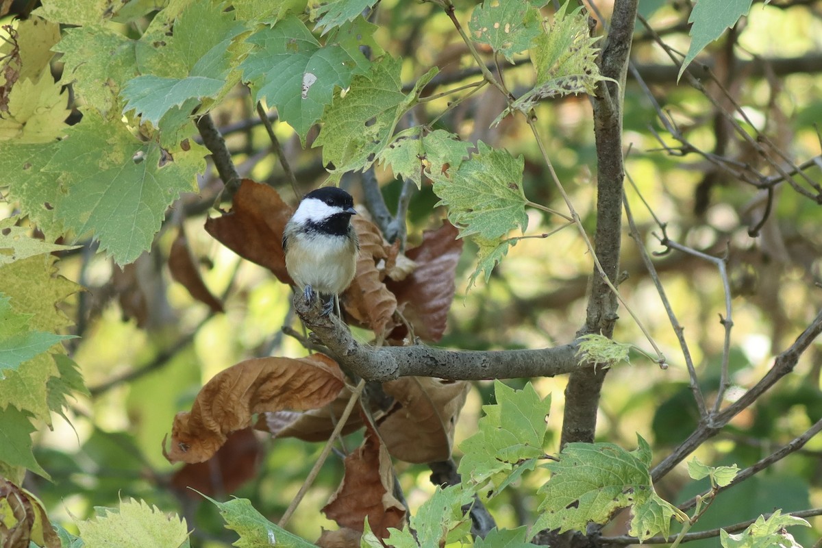 Black-capped Chickadee - ML642982583