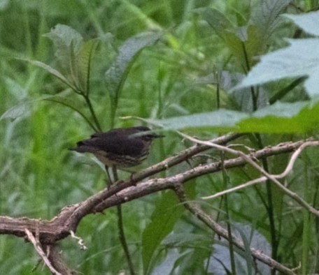 Louisiana Waterthrush - ML642982616