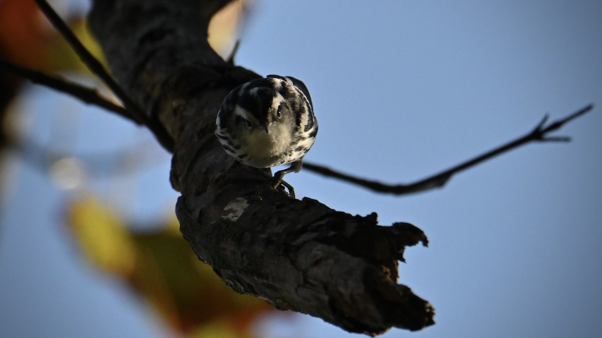 Black-and-white Warbler - ML642982635