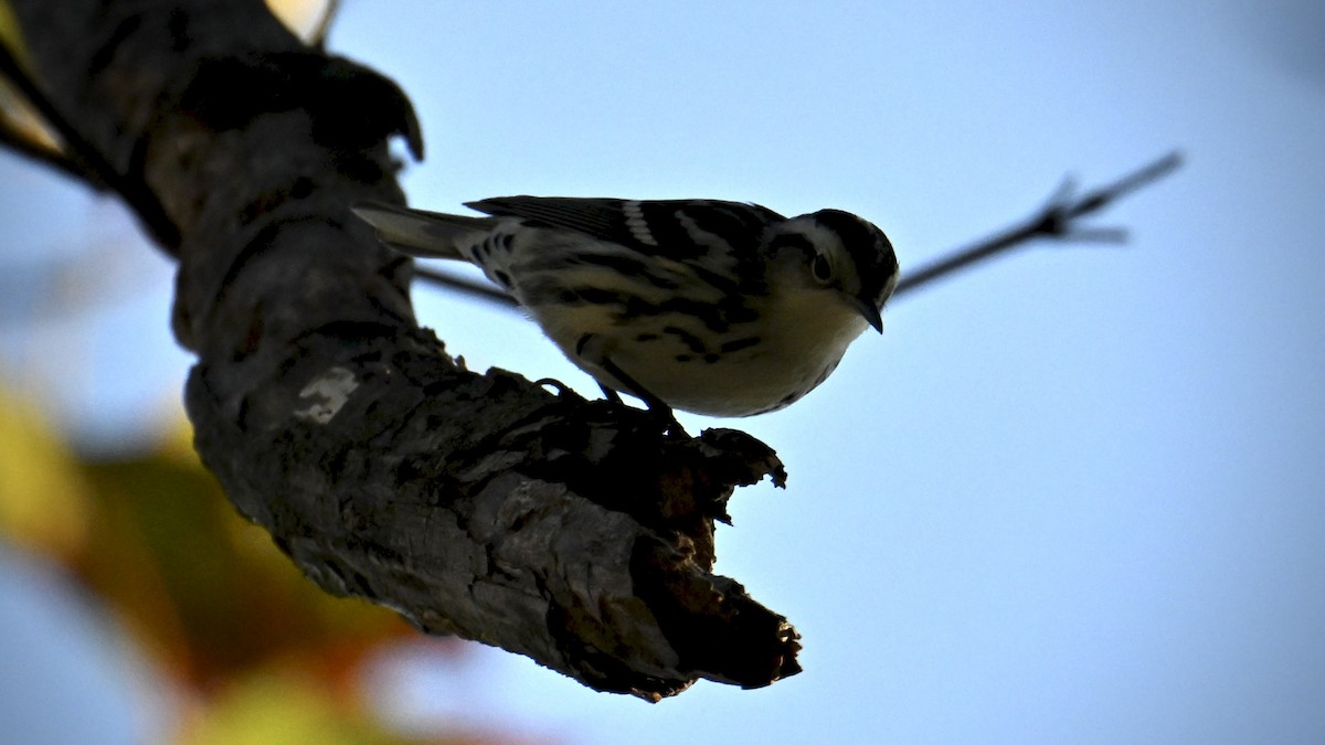 Black-and-white Warbler - ML642982636
