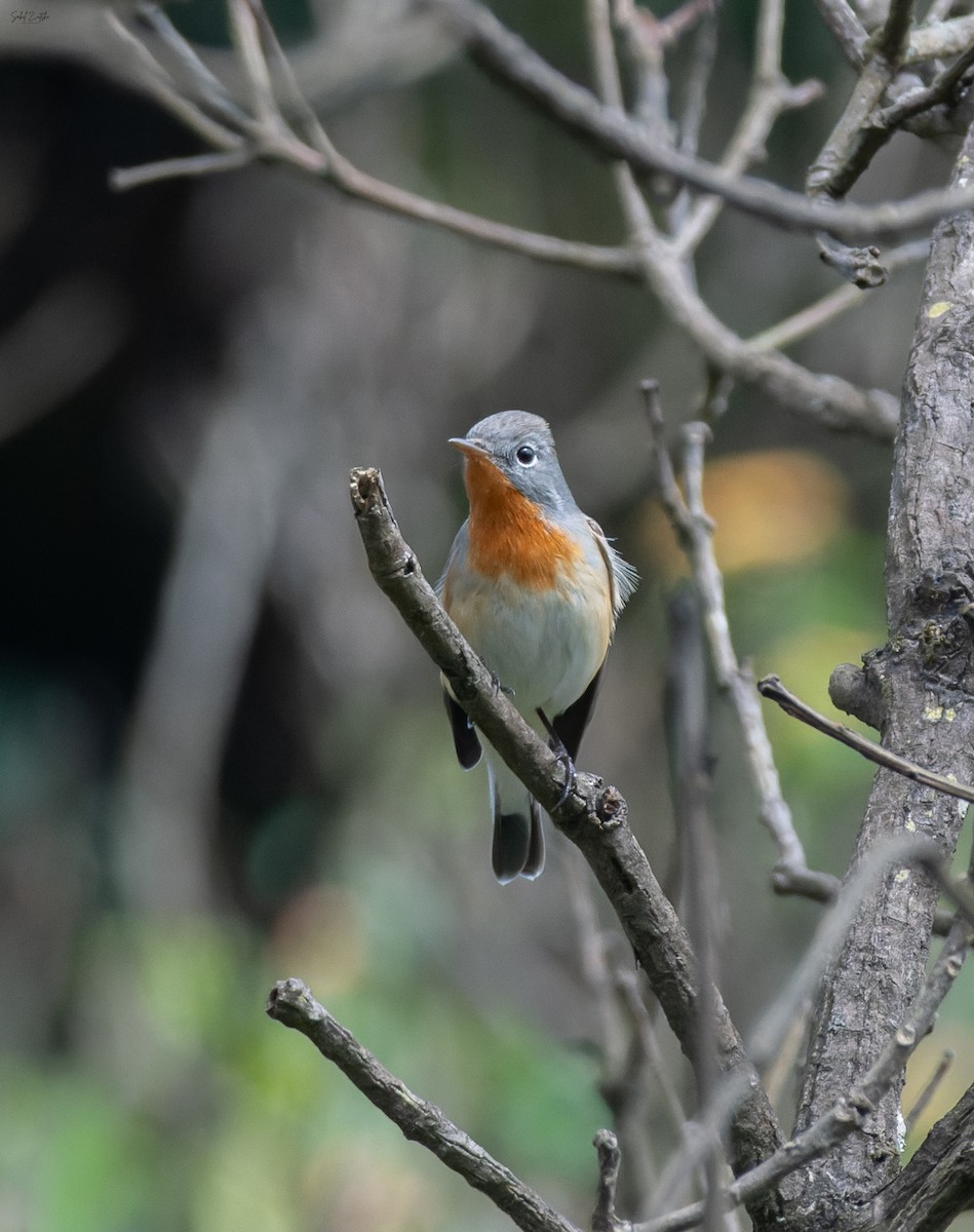 Red-breasted Flycatcher - ML642982642