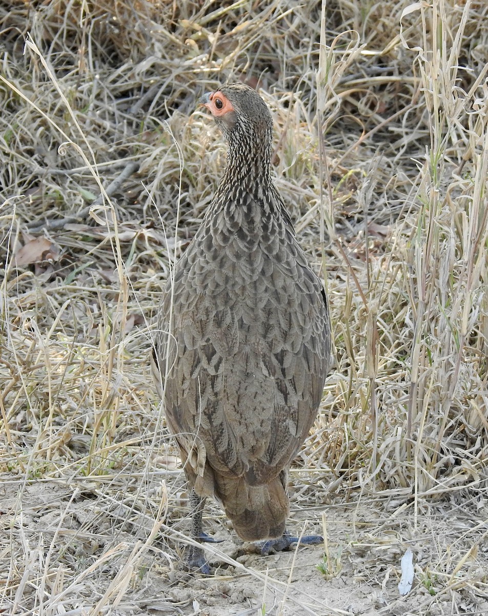 Swainson's Spurfowl - ML642982687
