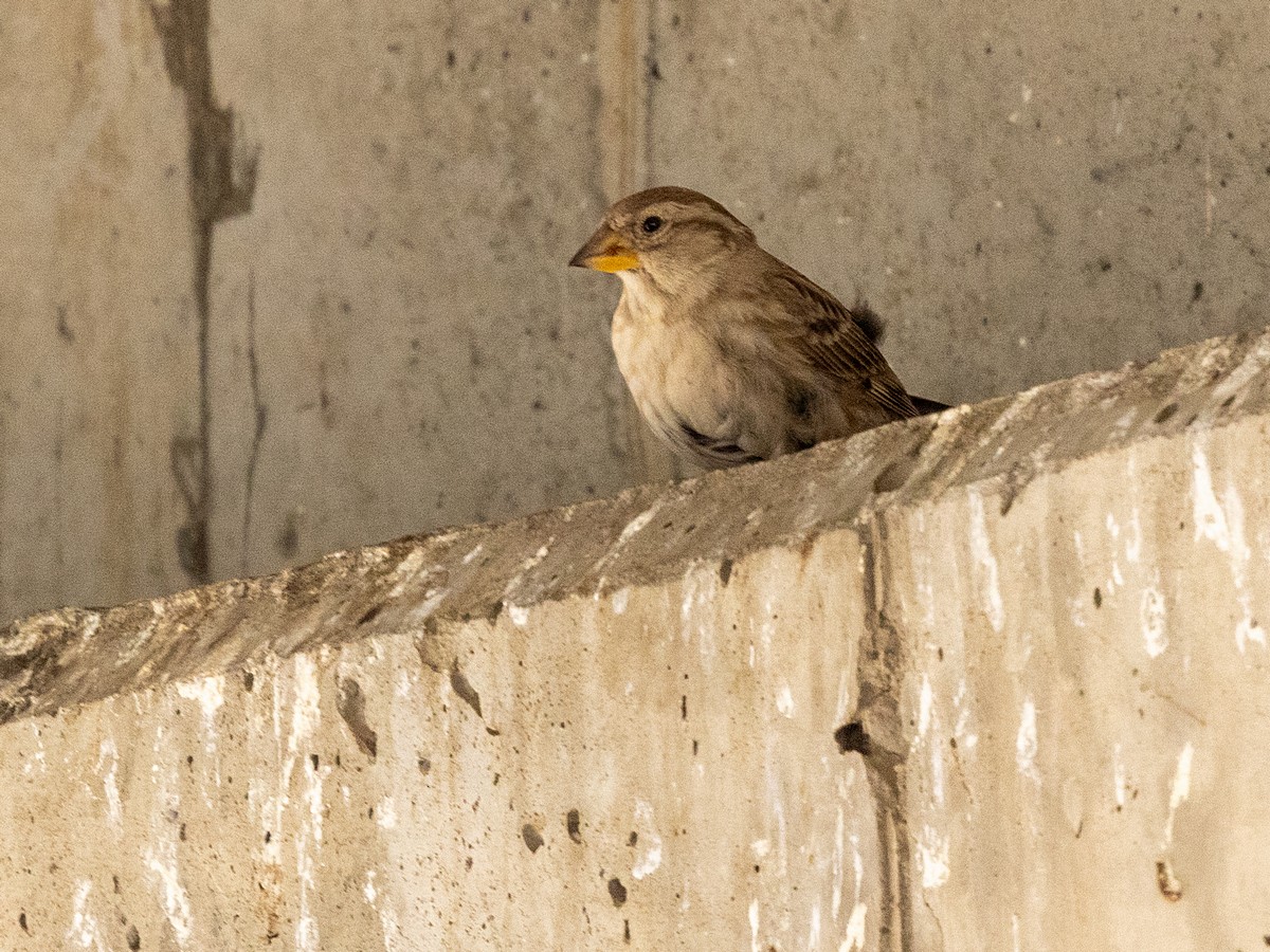 Rock Sparrow - ML642982689