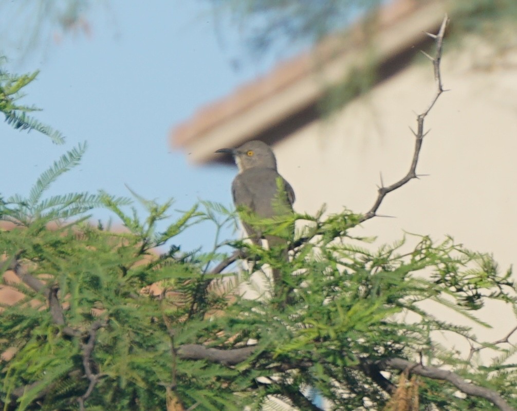 Curve-billed Thrasher - ML642982693