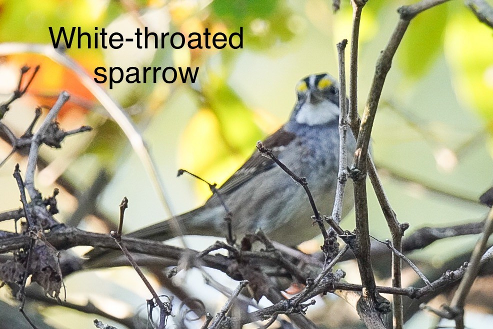White-throated Sparrow - ML642982701