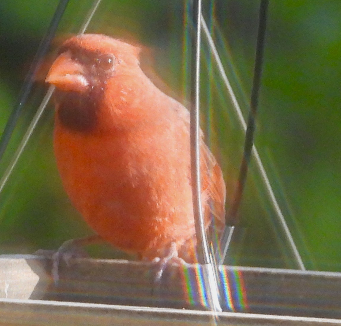 Northern Cardinal - ML642982703