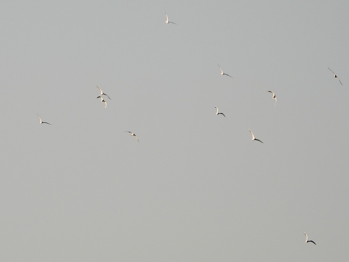 Black-headed Gull - ML642982705