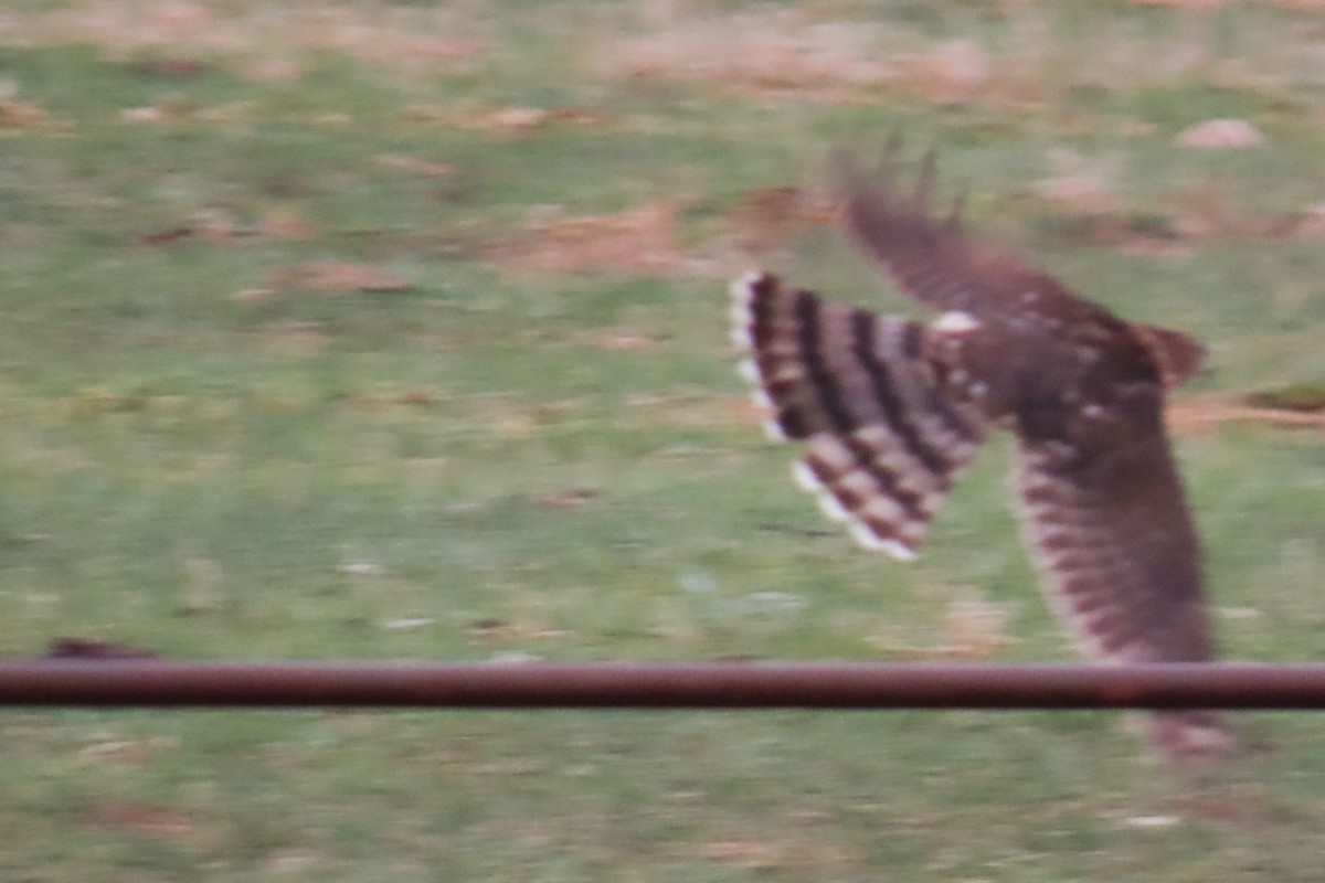 Cooper's Hawk - ML642982707