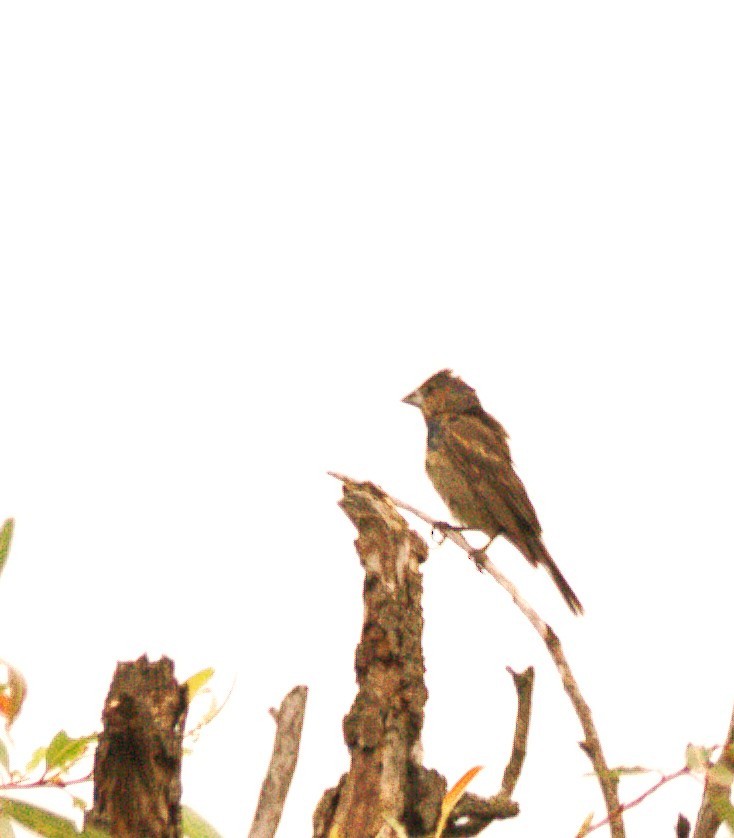 Blue Grosbeak - ML642982720