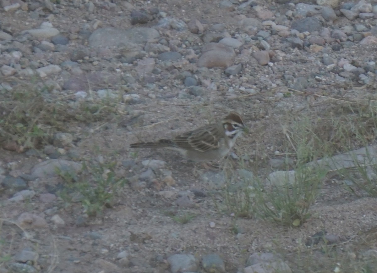 Lark Sparrow - ML642982726