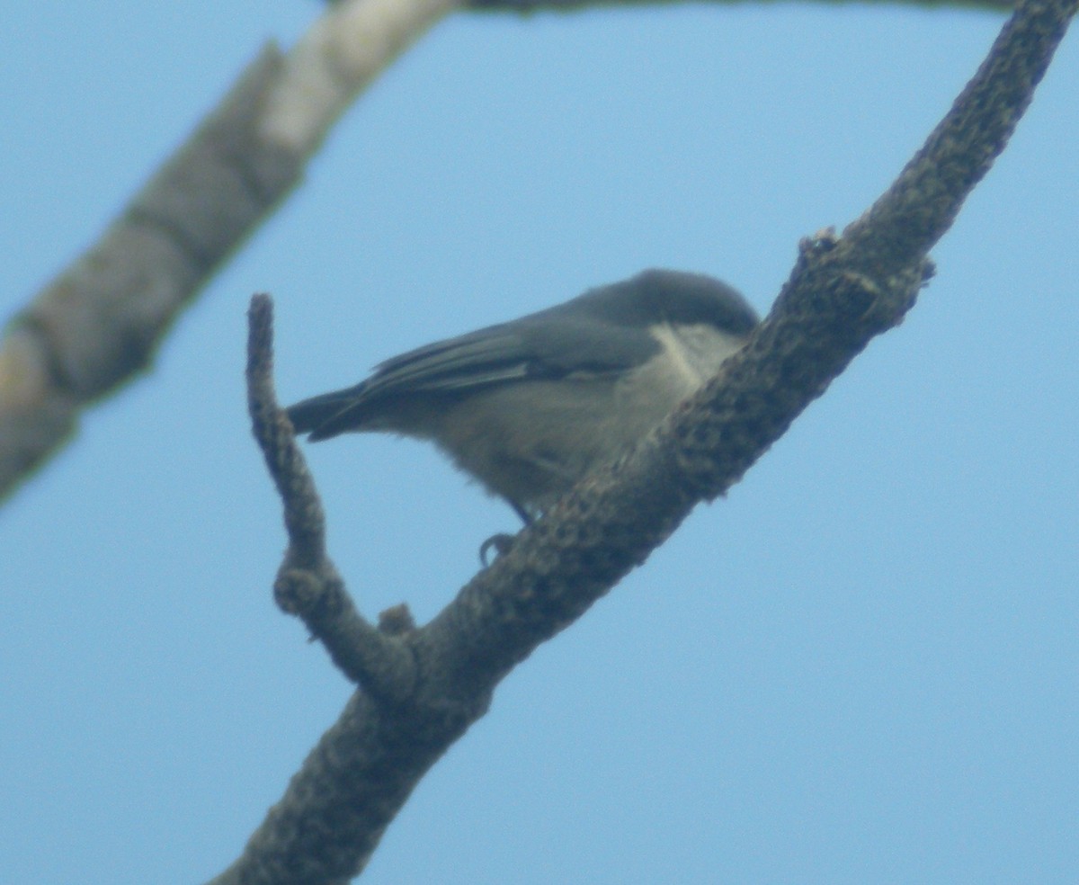Pygmy Nuthatch - ML642982728