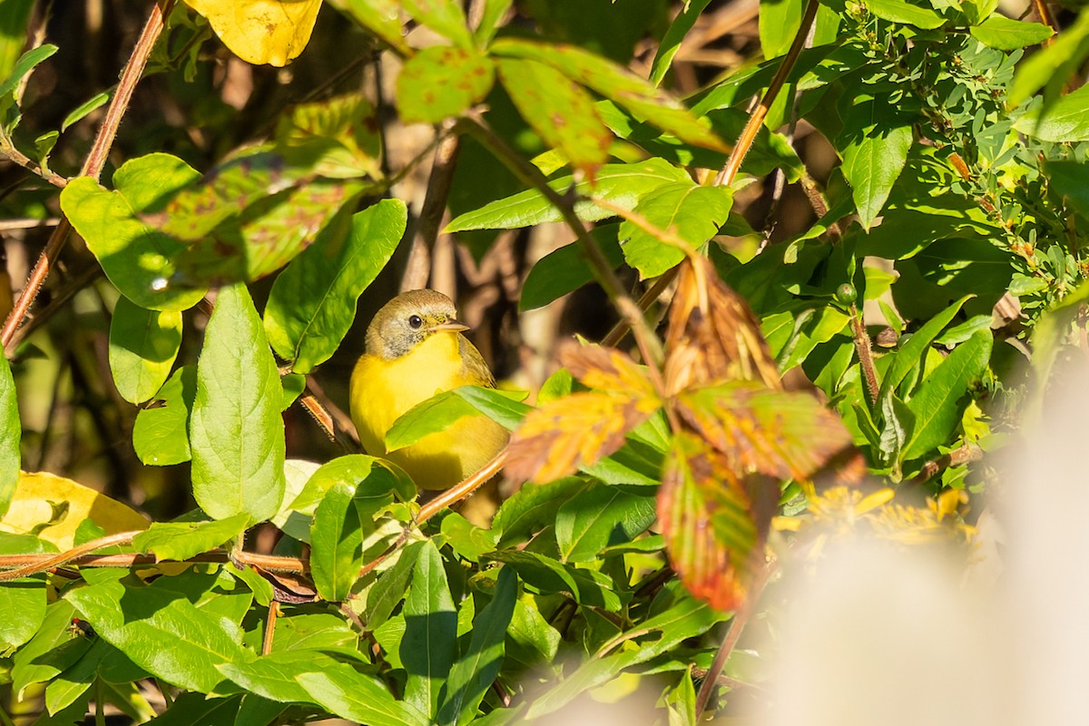 Common Yellowthroat - ML642982756