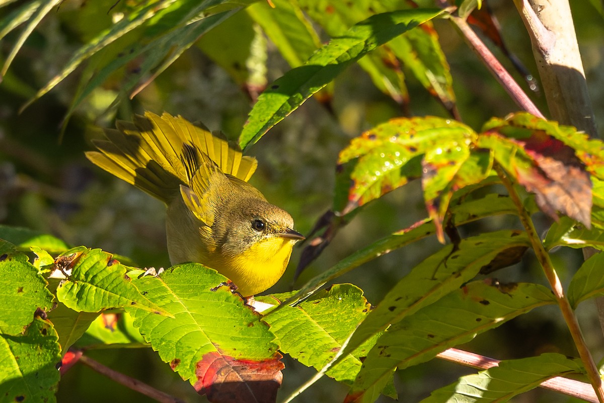 Common Yellowthroat - ML642982757