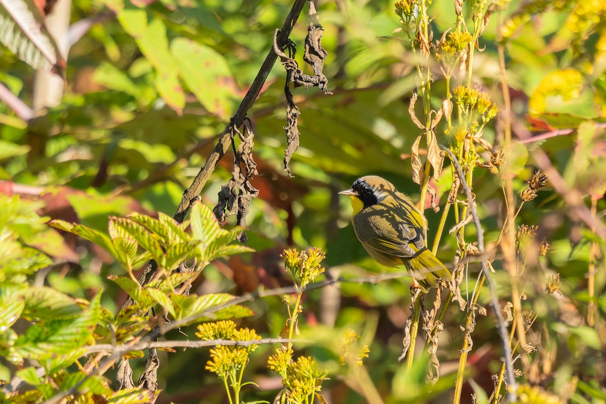 Common Yellowthroat - ML642982758