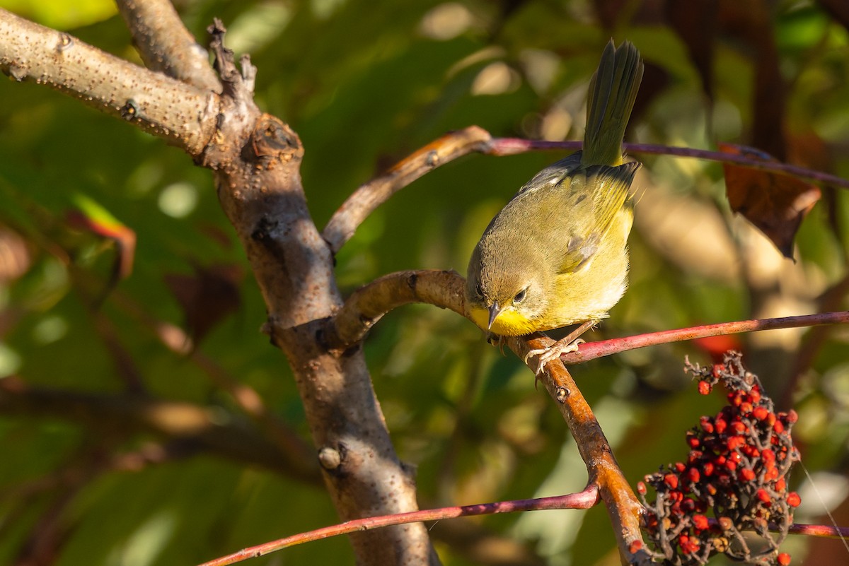 Common Yellowthroat - ML642982760