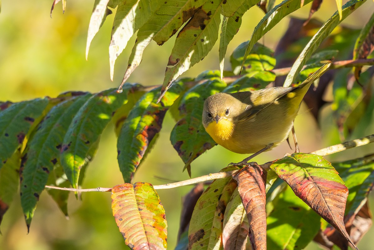 Common Yellowthroat - ML642982761
