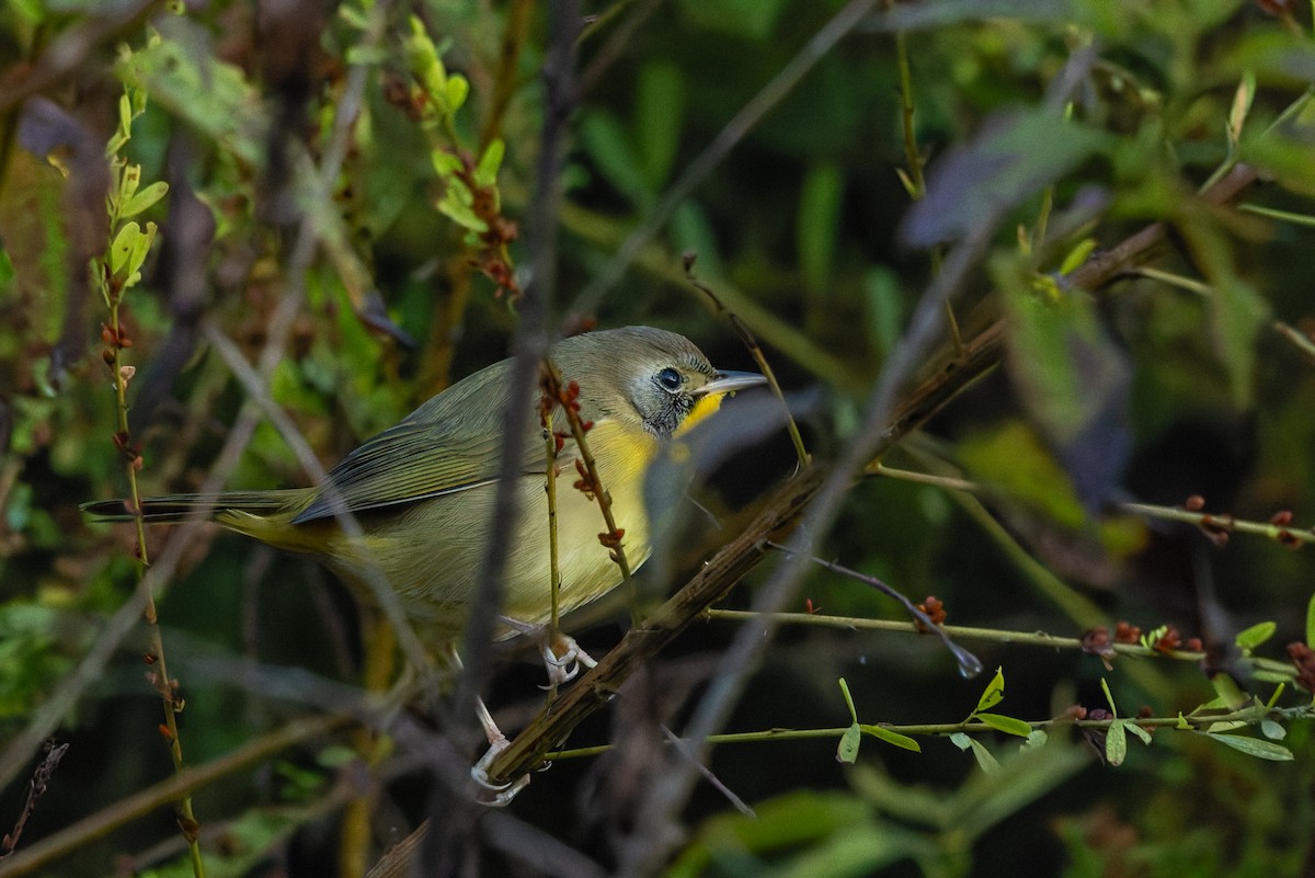Common Yellowthroat - ML642982762