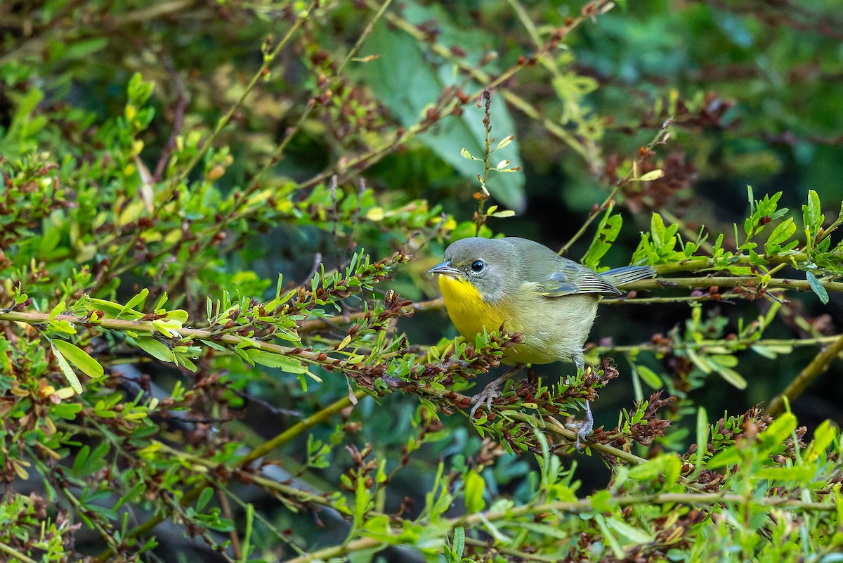 Common Yellowthroat - ML642982763