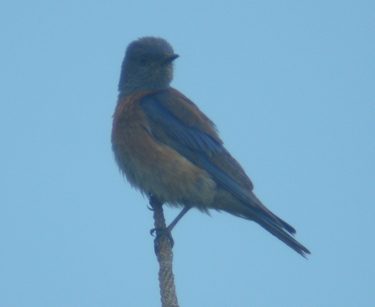Western Bluebird - ML642982764