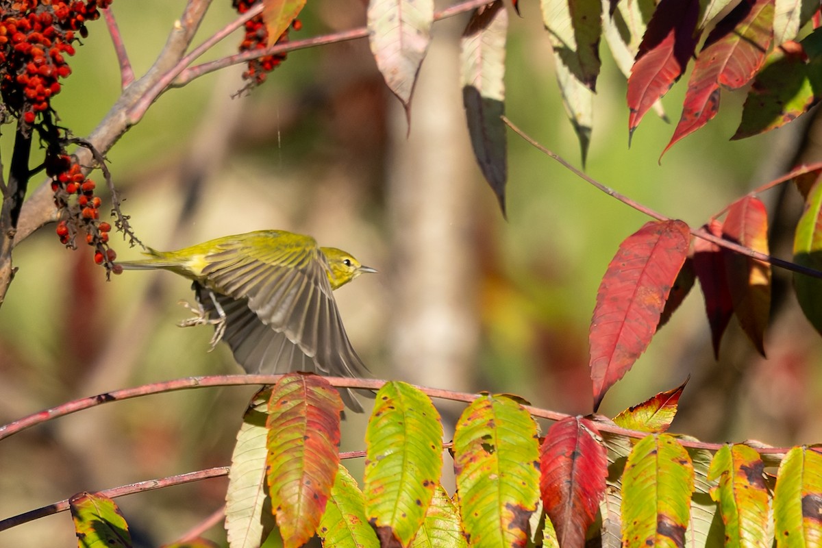 Tennessee Warbler - ML642982781