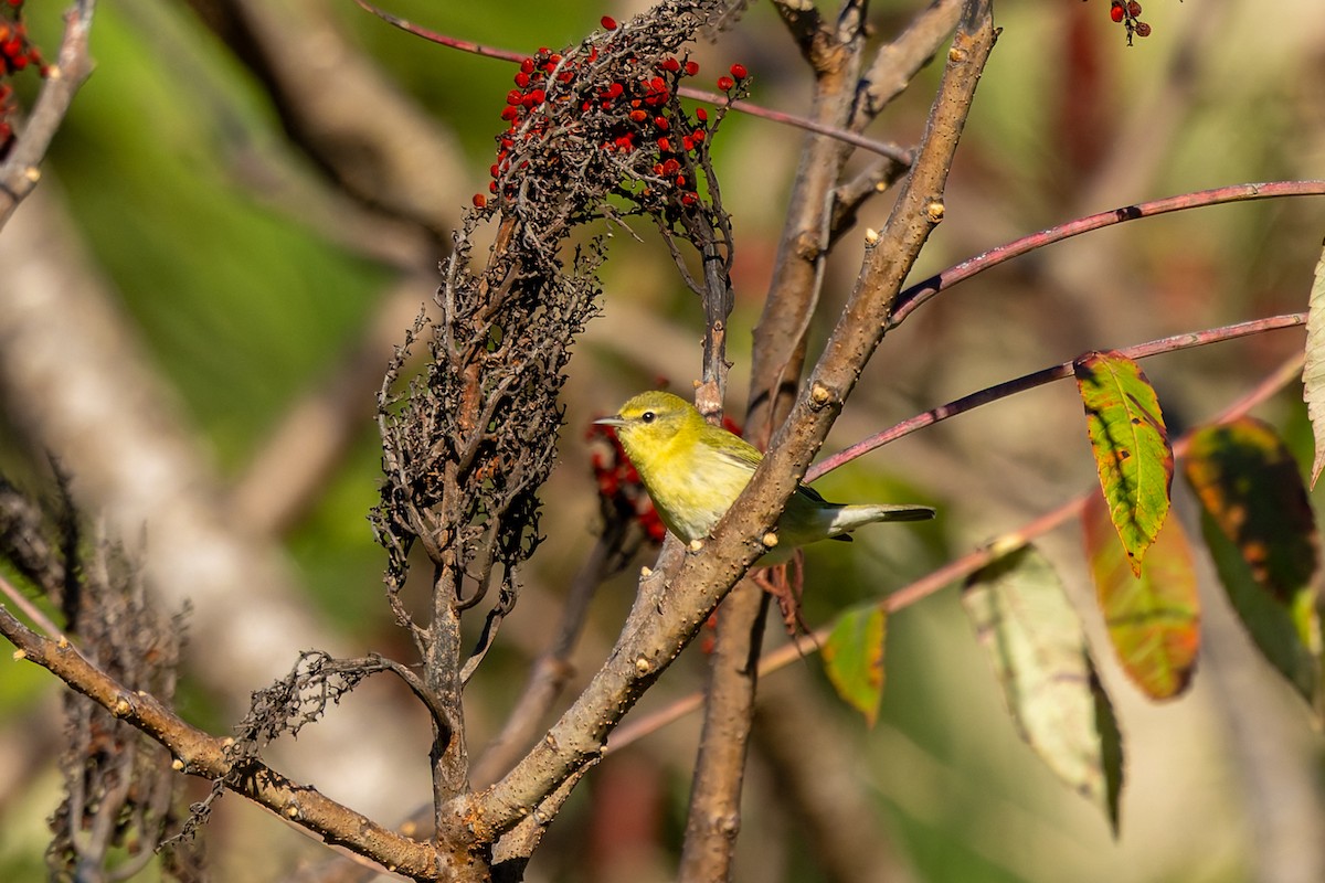 Tennessee Warbler - ML642982782