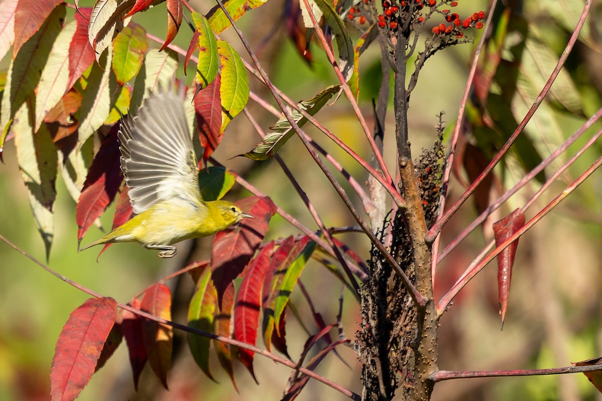 Tennessee Warbler - ML642982783