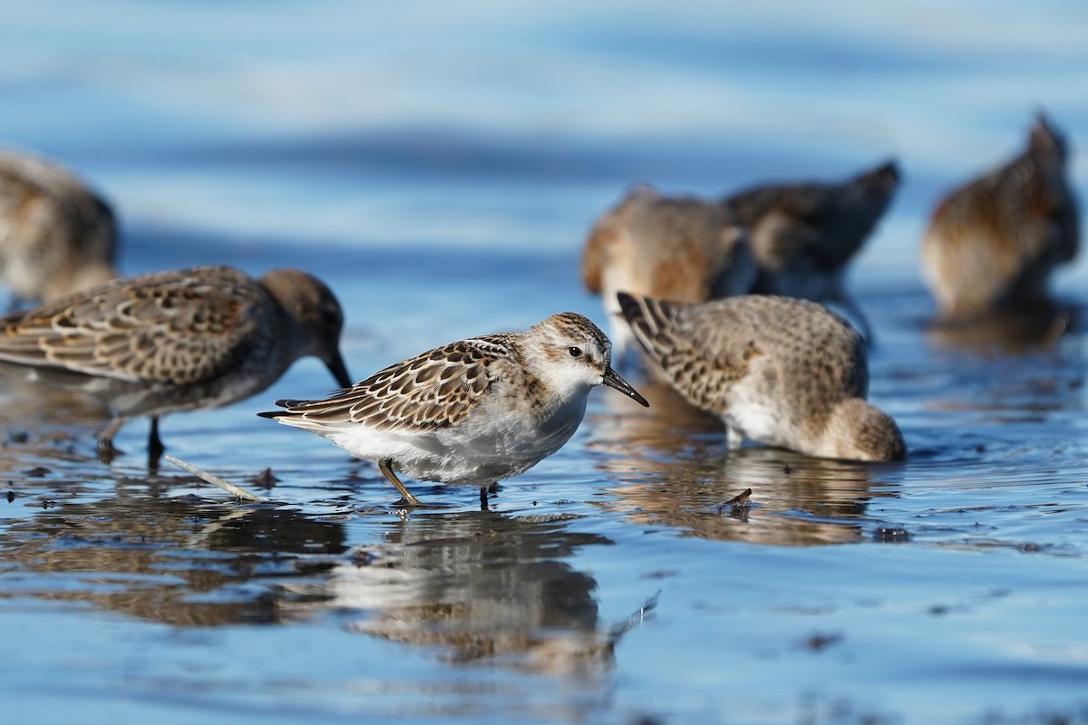 dvergsnipe - ML642982806