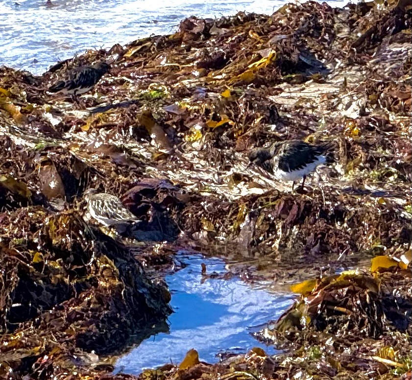 Black Turnstone - ML642982807