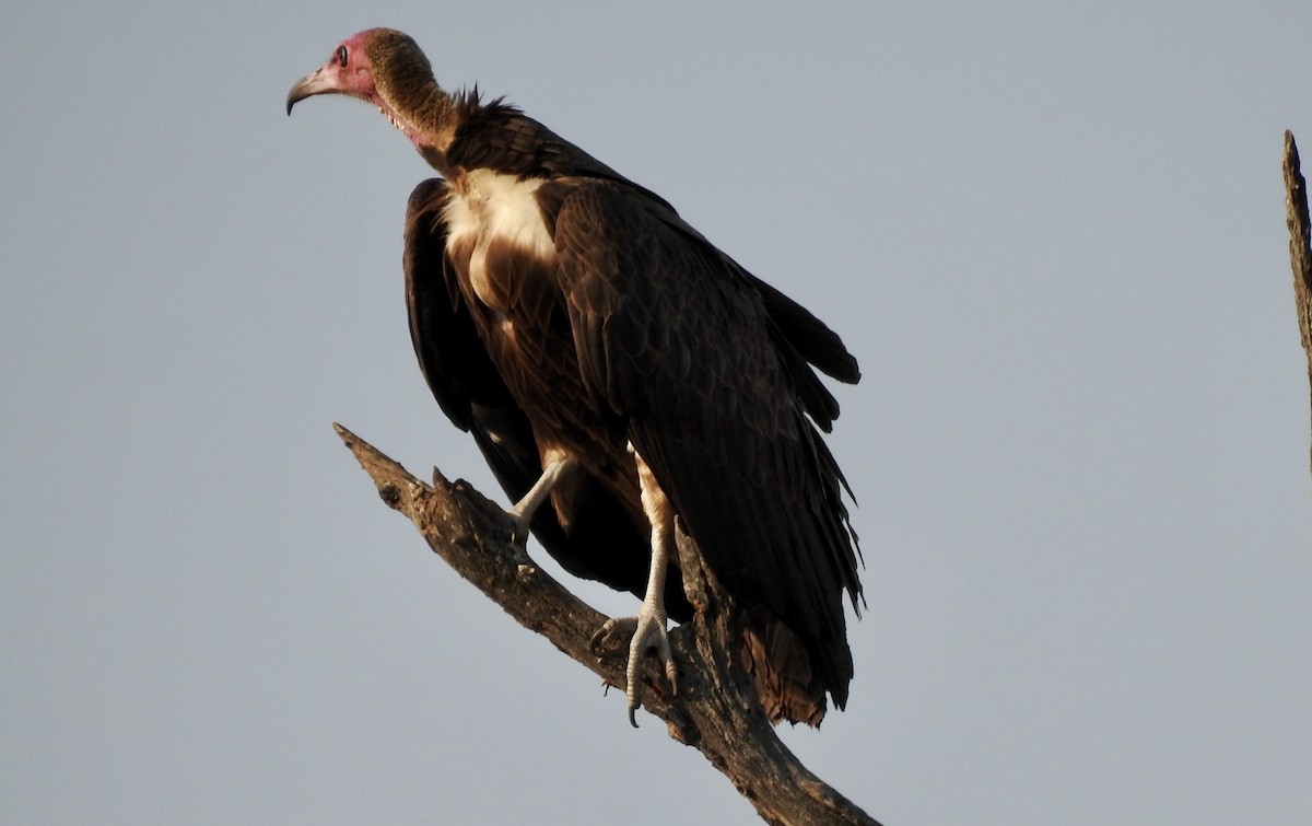 Hooded Vulture - ML642982819