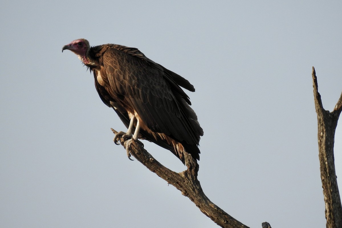 Hooded Vulture - ML642982822