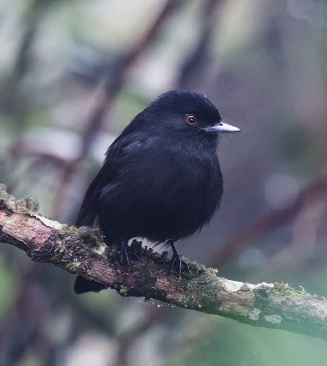 Blue-billed Black-Tyrant - ML642982823