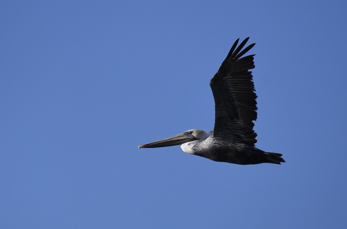 Brown Pelican - ML642982825